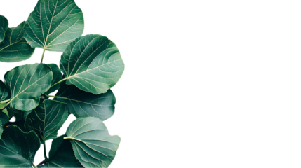 Scattered green leaves with visible veins creating isolated on transparent background