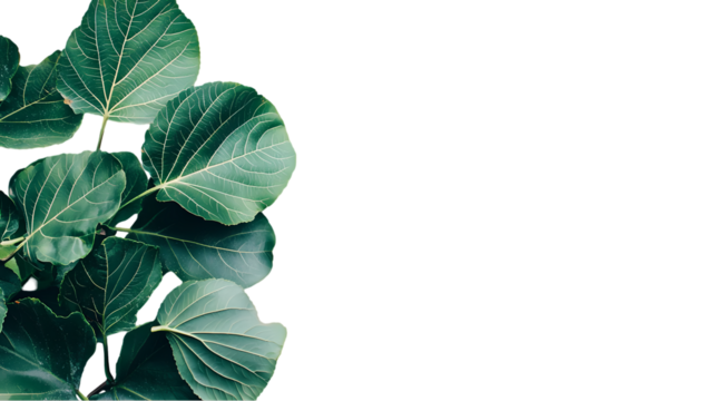 Scattered green leaves with visible veins creating isolated on transparent background