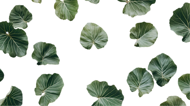 Scattered green leaves with visible veins creating isolated on transparent background