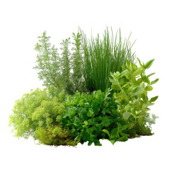 Fototapeta premium A garden of wild herbs ready for harvest isoleted on transparent background .