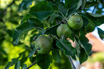 Grüne Äpfel am Apfelbaum 1