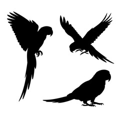 Obraz premium Three Silhouettes of Parrots in Flight and Rest