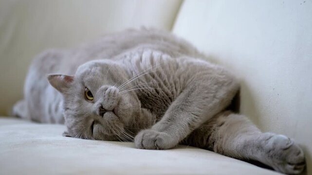 A gray British shorthair cat lies on a cream sofa, stretches, yawns widely, then settles down for a nap. Perfect for projects about pets, relaxation, and home life.