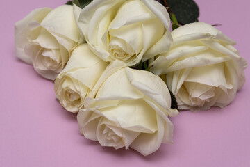Postcard. White roses on a pink background. Banner. Congratulations on March 8, Valentine's Day, Mother's Day, Birthday, Anniversary, Wedding, Teacher's Day, to women. mock up, flatly