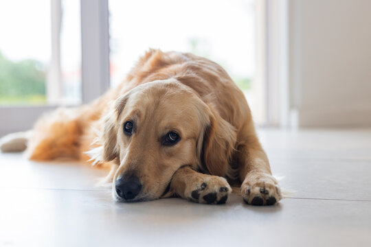 Golden retriever lying flat on smooth tile floor in front of glass door, reflecting soft light
