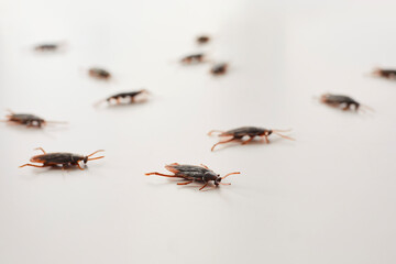 Several cockroaches are crawling in different directions across a white surface. Their dark segmented bodies and reddish legs clearly visible, evoking themes of infestation, or pest control. 