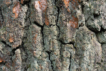 Old bark tree texture. Natural wood surface pattern, old tree skin