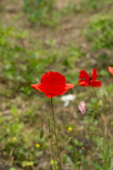 Field poppy red flower close up. Corn poppy or papaver rhoeas on blurred background
