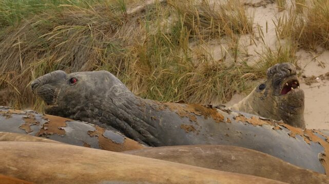 S&uuml;dliche See-Elefanten auf Carcass Island, Falkland
4K, 50fps, mit Ton