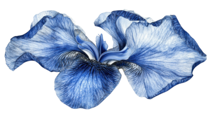Single blooming blue iris flower with delicate petals and green stem isolated on white background