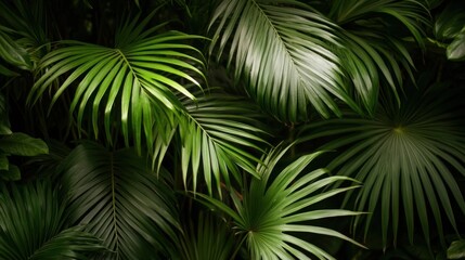 Tropical palm leaves with copy space