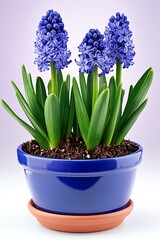 Vibrant Blue Hyacinth Flowers in a Pot: A Springtime Celebration of Nature's Beauty
