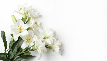 Obraz premium White lilies bouquet, circular arrangement, varied stem shades. Light beige backdrop creates contrast. Subtle angle perspective highlights delicate flowers. Natural elegance, purity, new beginnings.