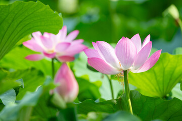 Fototapeta premium Graceful Blooming of Pink Lotus in Summer Light 여름 햇살 속 고결한 연꽃의 만개