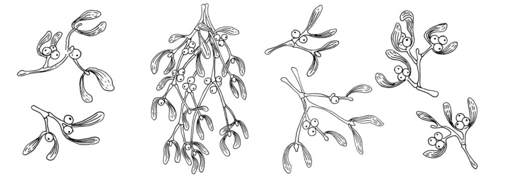 Christmas botanical mistletoe branches. Hand drawn holiday illustration with leaves and berries. Black and white vintage ink drawing. Vector image for frames, borders and New Year's themed decoration.
