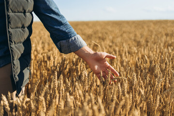 Farmer walking and touching wheat in field at sunset closeup
