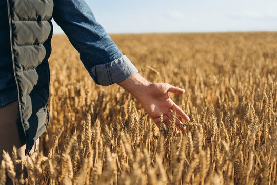 Farmer walking and touching wheat in field at sunset closeup