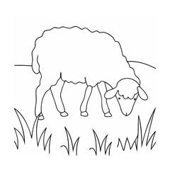 Fluffy sheep grazing in grassy field lamb animal