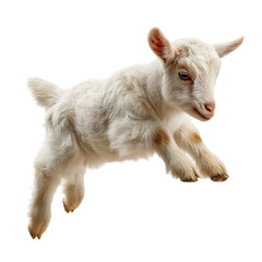A cute baby goat jumps playfully in the air with joy and energy on transparent background