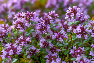 Fototapeta premium Blossoming fragrant Thymus serpyllum, Breckland wild thyme, creeping thyme, or elfin thyme close-up, macro photo. Beautiful food and medicinal plant in the field in the sunny day