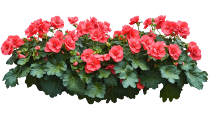 Lush bush of blooming red begonia flowers with vibrant green leaves isolated on white background