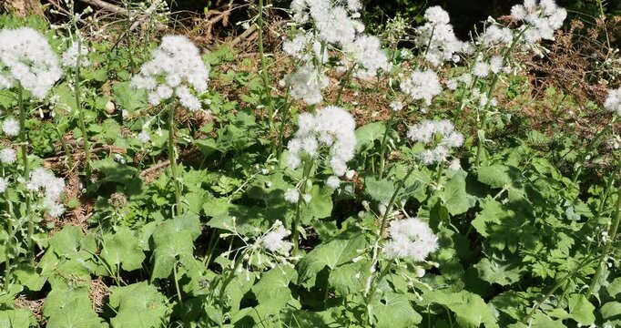 Petasites Albus &lsquo;White Butterbur&rsquo;.  Thick erect scaly stems bearing clusters of small white flower heads in panicles  above and large round basal green slightly toothed leaves  

