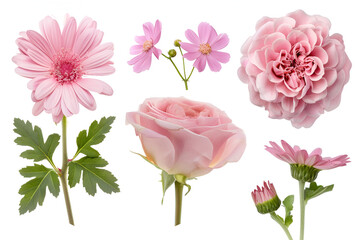 Pink flowers collection roses gerbera daisies blossoms
