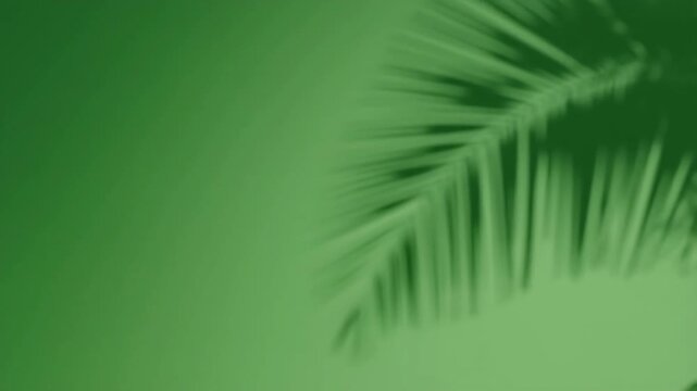 Palm leaf shadow casting soft green blur pattern in tropical setting, creating natural abstract backdrop for zen and tranquility concepts