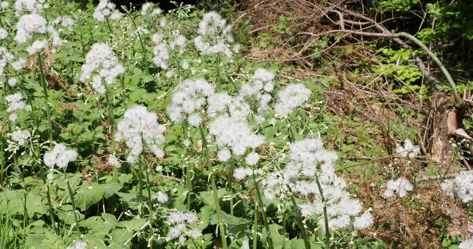 Petasites albus or White butterblur, wild plant with numerous clusters of white feathery globose flowers on erect stems swaying slightly in the wind along a forest path
