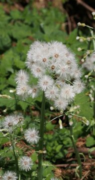 (Petasites albus) Close-up of white butterbur scaly stems with globular spike inflorescence of small, feathery white flower heads
