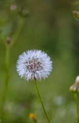 Nahaufnahme einer Pusteblume.