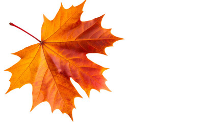 Fototapeta premium Autumn maple leaves isolated on white background