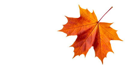 Obraz premium Autumn maple leaves isolated on white background