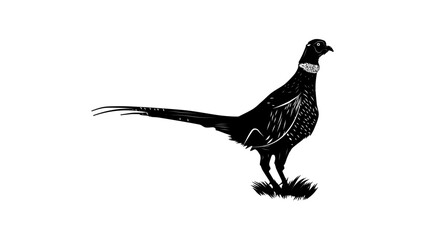 Ring-necked Pheasant, black isolated silhouette