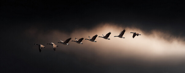 Geese in flight against a dramatic sky. Represents migration, freedom, or teamwork. Evokes feelings of determination and overcoming challenges. Great for travel, nature, or corporate themes.