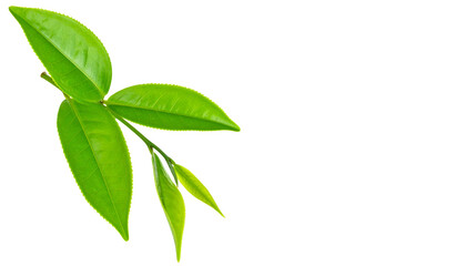 Obraz premium Fresh green tea leaves isolated on white background. 