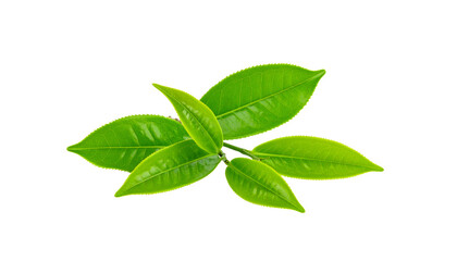 Obraz premium Fresh green tea leaves isolated on white background. 