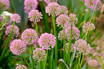Zierlauch (Allium) im Blumenbeet 