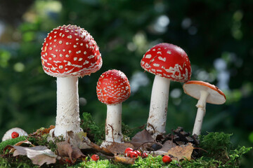 Fliegenpilz (Amanita muscaria) auch Roter Fliegenpilz im Wald 