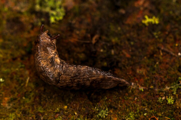 Eine Nacktschnecke auf einem Stein.
