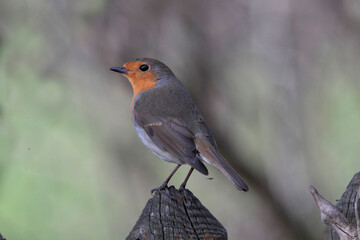 Rotkehlchen (Erithacus rubecula) Singvogel