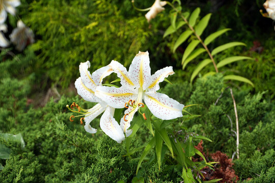 A beautiful white Lilium auratum displays its spotted petals among lush green foliage.
