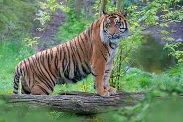 Sumatra-Tiger (Panthera tigris sumatrae)    