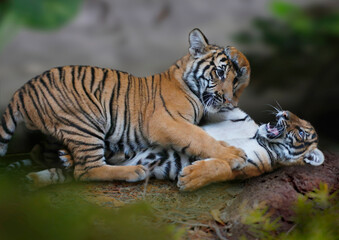 Sumatra-Tiger (Panthera tigris sumatrae) Muttertier mit zwei Jungen  