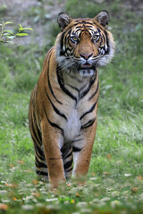 Sumatra-Tiger (Panthera tigris sumatrae)    