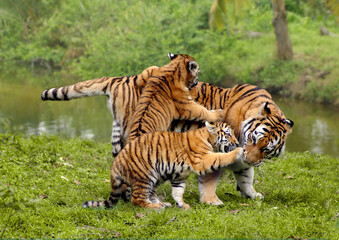 Sumatra-Tiger (Panthera tigris sumatrae) Muttertier mit zwei Jungen  
