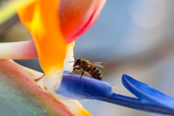 Eine Biene, Eselsbiene auf der Blüte einer Strelitzie.
