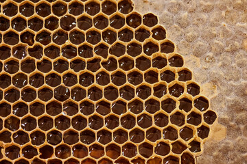 Eine Bienenwabe mit zum Teil schon geschlossenen Waben.