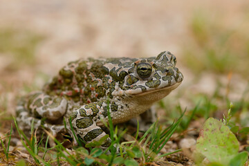 Wechselkröte (Bufotes viridis) Amphibien