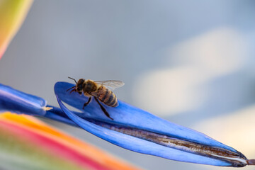 Eine Biene, Eselsbiene auf der Blüte einer Strelitzie.
